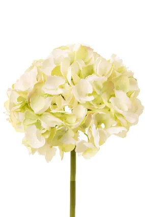 English Hydrangea, Green White